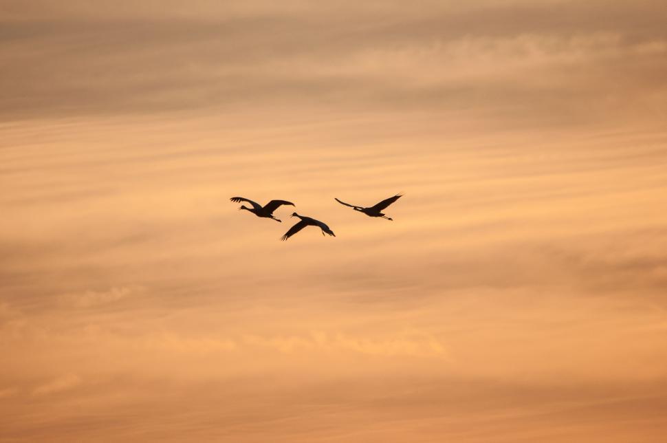 Free Image of Couple of Birds Flying Through Cloudy Sky 