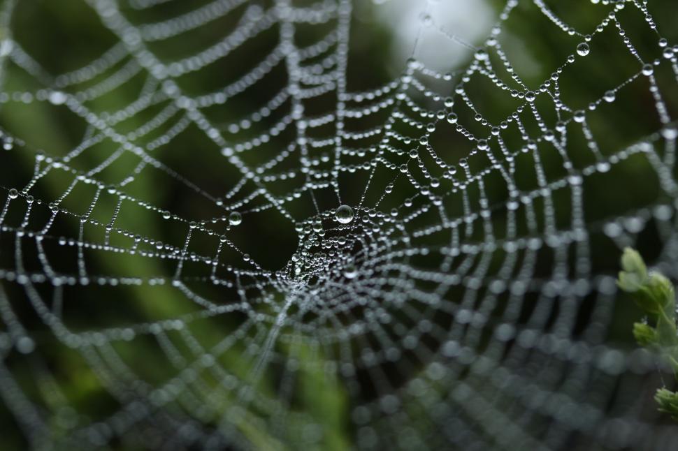 Free Image of Spider Web With Water Droplets 