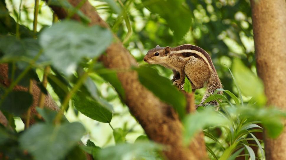 Free Image of Small Rodent Perched on Tree Branch 