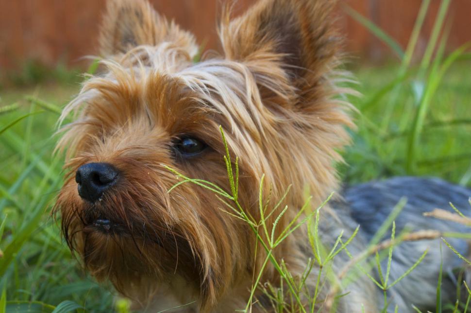 Free Image of Small Brown Dog Standing in Lush Green Field 