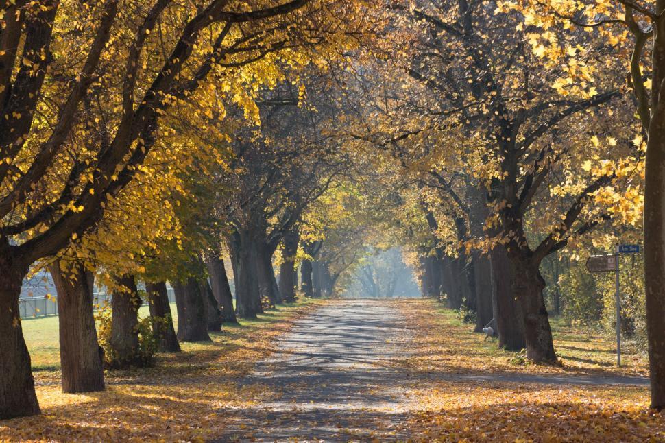 Free Image of Road Lined With Trees With Yellow Leaves 