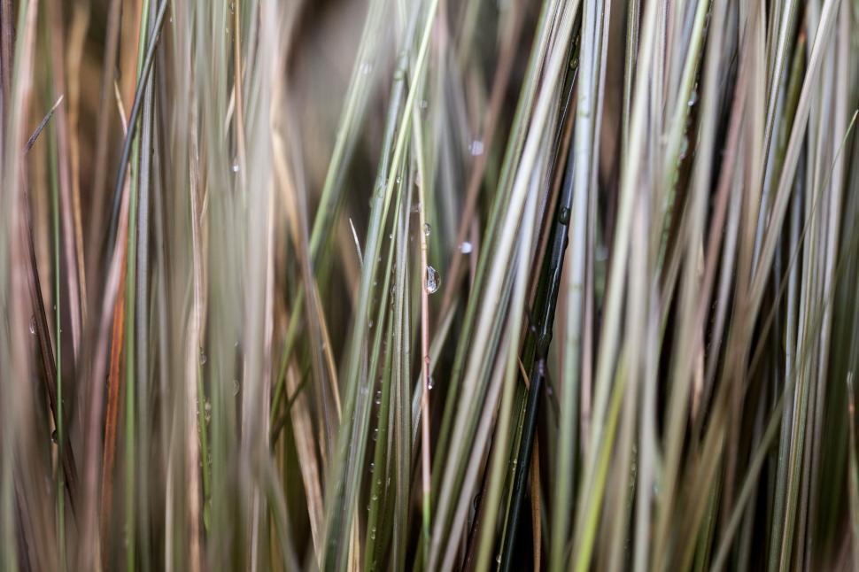 Free Image of Close Up of Tall Grass 