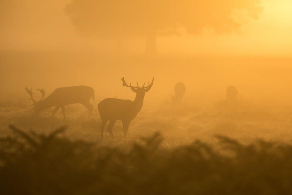 Free Image of Herd of Deer Standing on Grass-Covered Field 