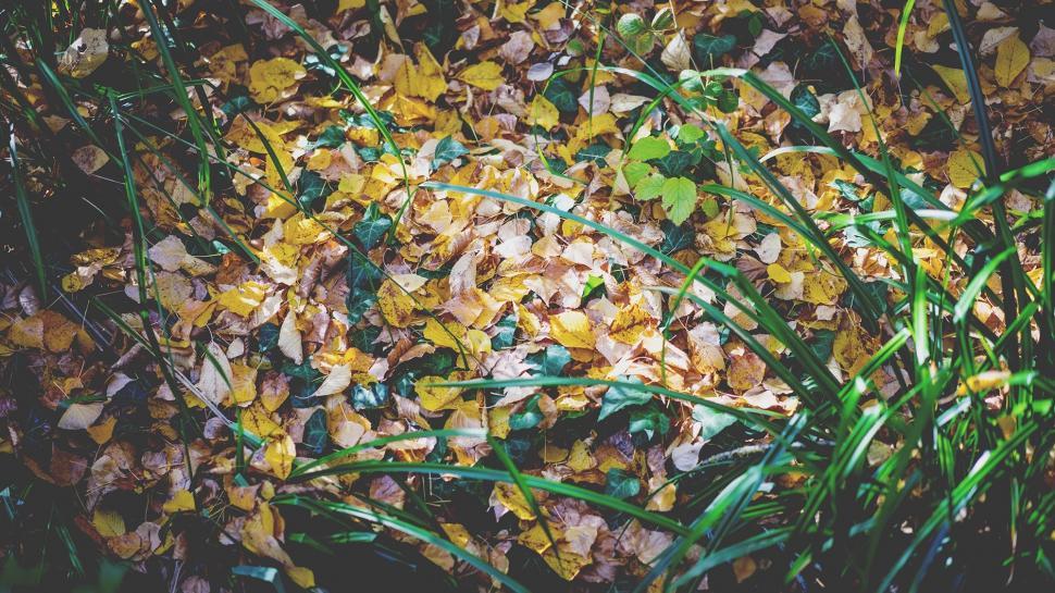 Free Image of Fallen Leaves Covering the Ground 