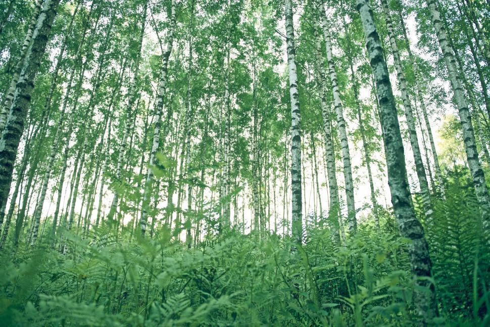 Free Image of Lush Forest With Tall Green Trees 