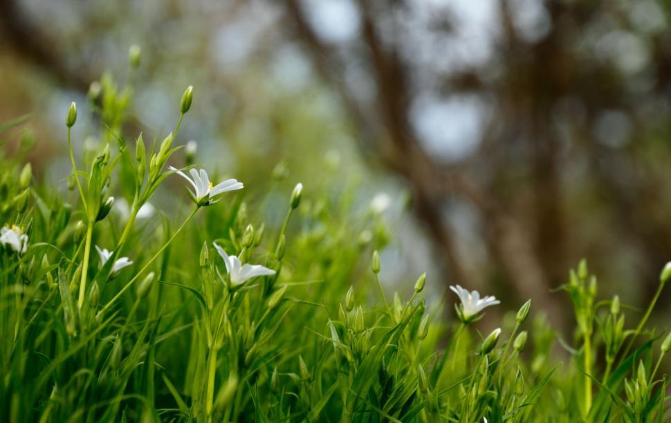 Free Image of Close Up of White Flowers in Grass 