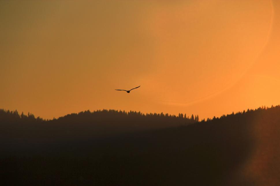 Free Image of Bird Flying Over Forest at Sunset 