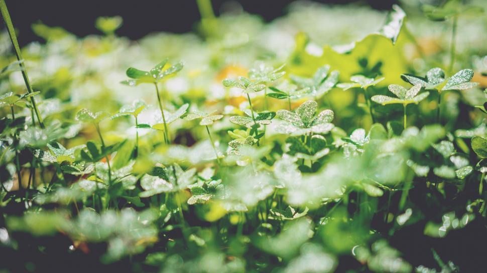 Free Image of Green Plants Close Up in Field 