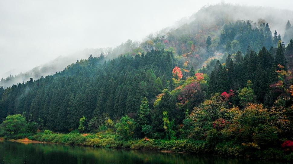 Free Image of Misty Lake in a Forest 