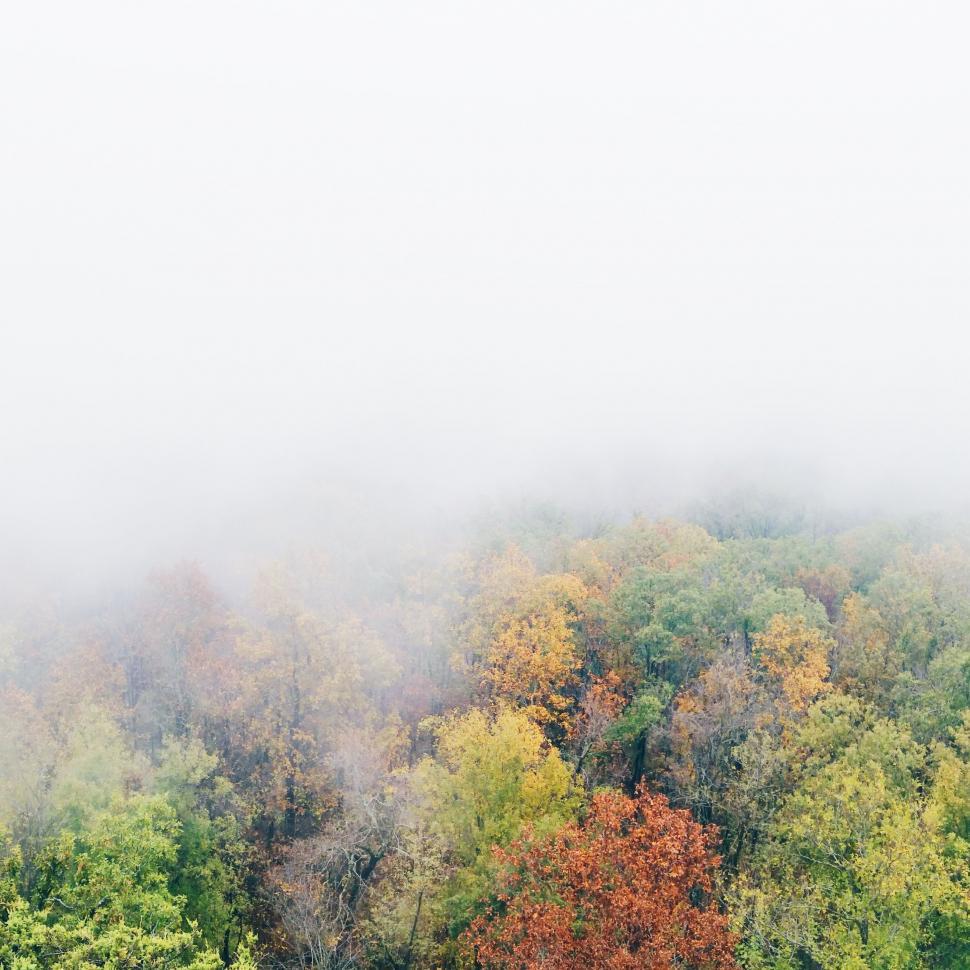 Free Image of Misty Forest Landscape With Dense Trees 