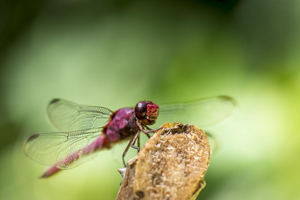 Free Image of Red Dragonfly on Top of Wood 