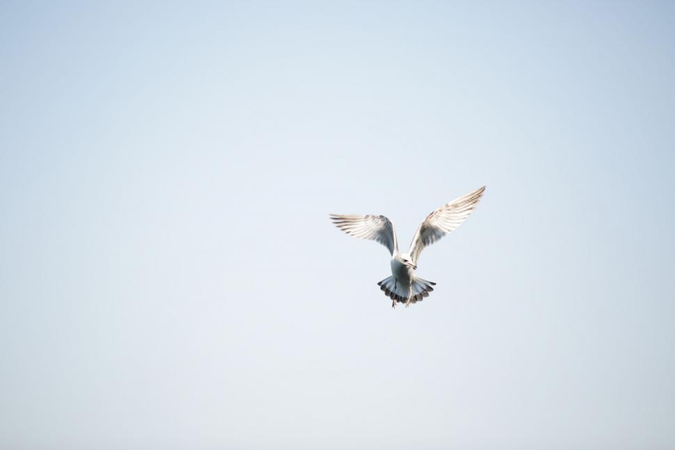Free Image of Bird Flying in the Sky 