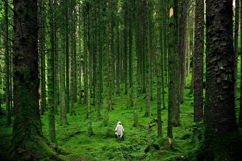 Free Image of Person Walking Through Dense Forest of Tall Trees 