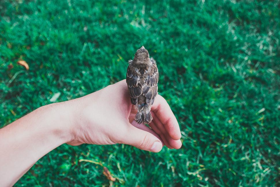 Free Image of Person Holding Small Bird in Hand 