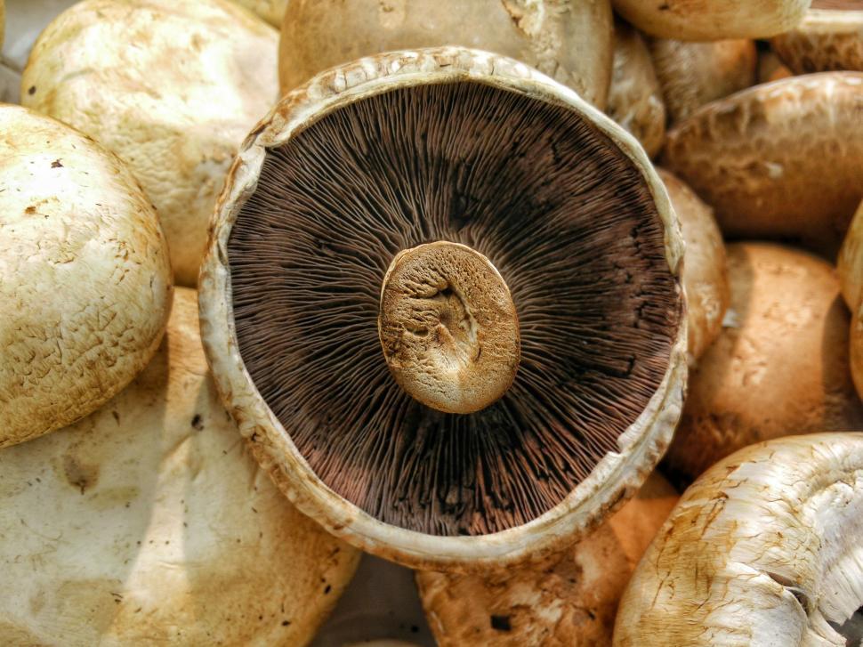 Free Image of Close Up of Group of Mushrooms 