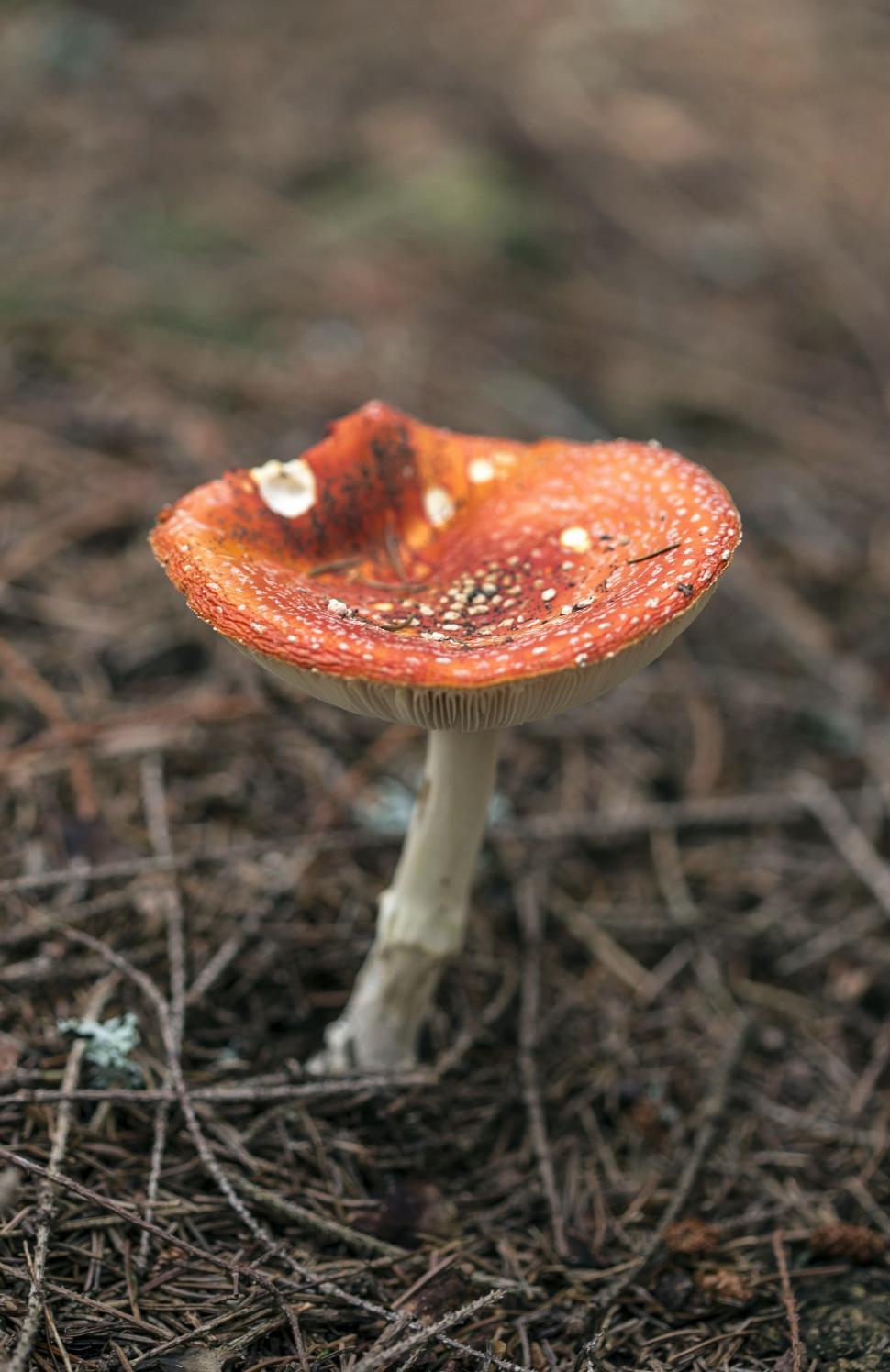 Free Image of Close Up of a Small Mushroom on the Ground 