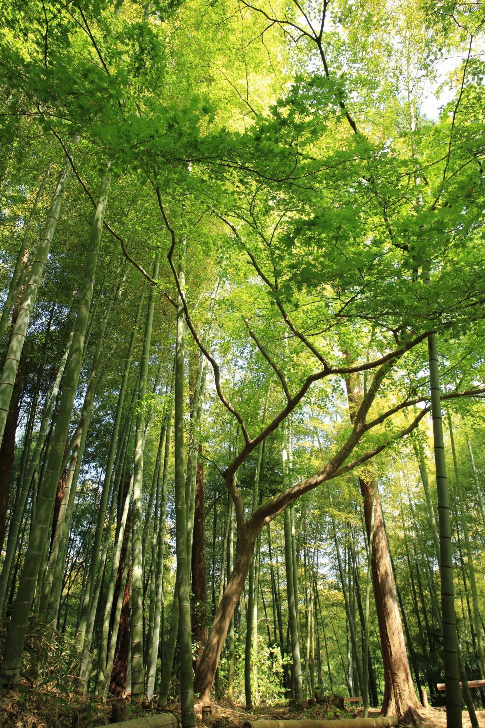 Free Image of Verdant Forest Teeming With Trees 