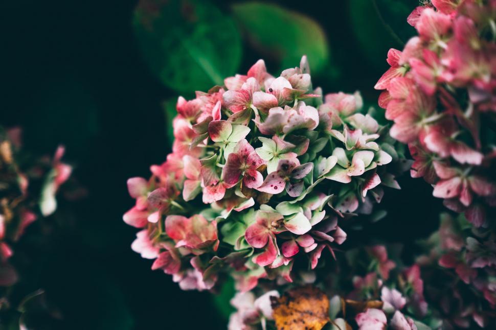 Free Image of Close Up of a Bunch of Pink Flowers 