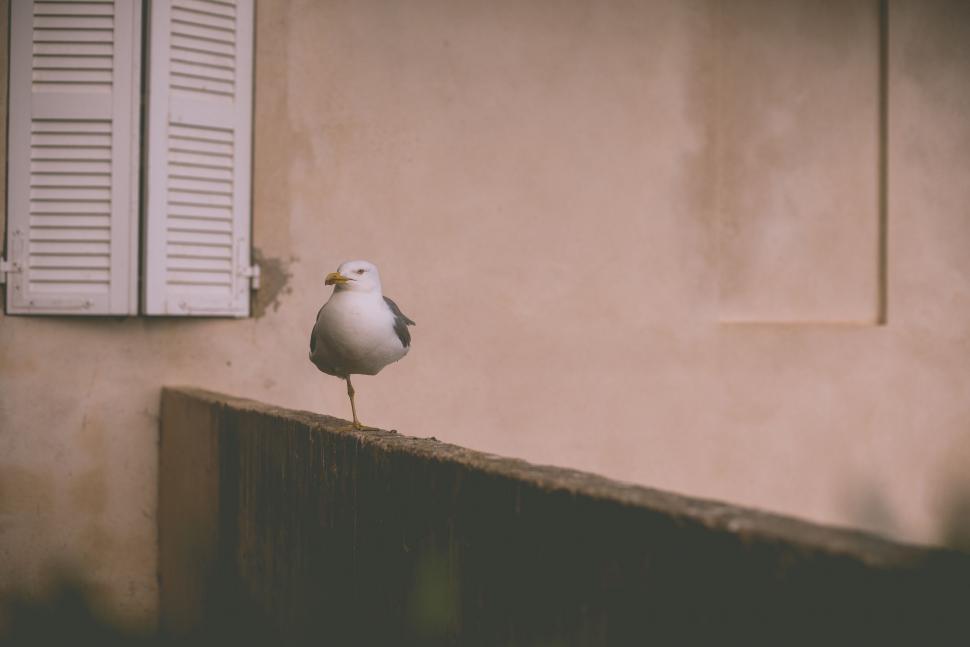 Free Image of White Bird Perched on Ledge by Window 
