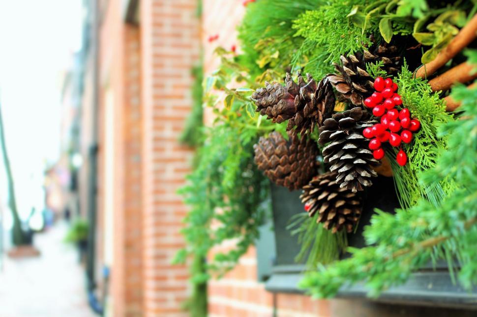 Free Image of Pine Cones Hanging From Window 