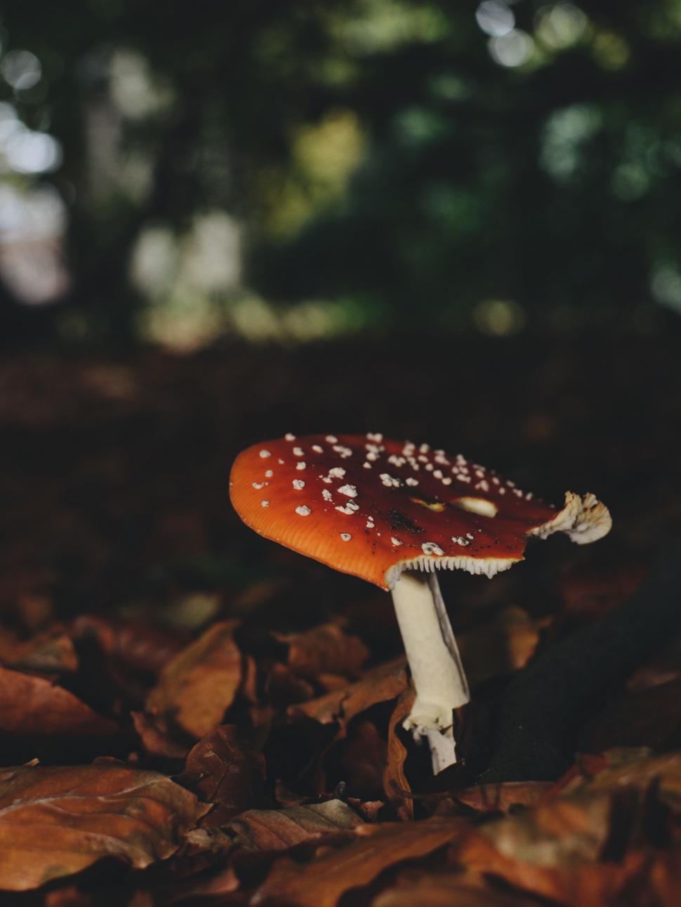 Free Image of Small Mushroom on Pile of Leaves 