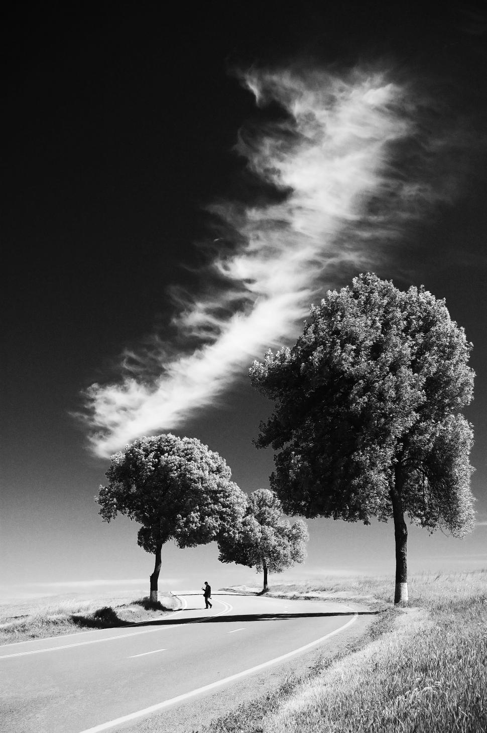 Free Image of Two Trees Standing Along a Road 