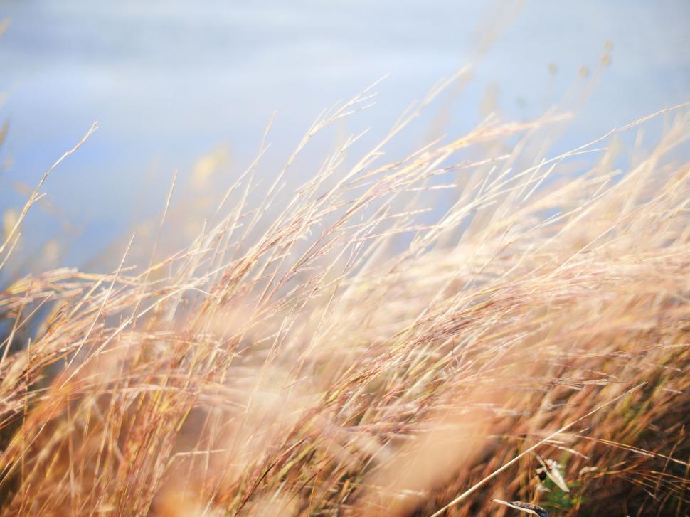 Free Image of Tall Grass Swaying in Wind Against Blue Sky 