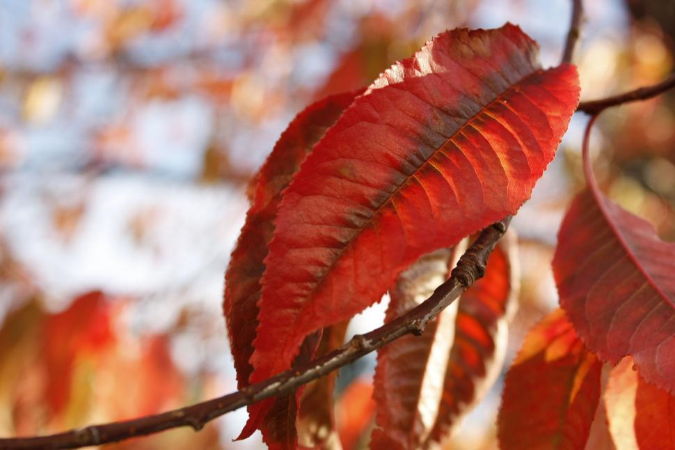 Free Image of Branch of a Tree With Red Leaves 