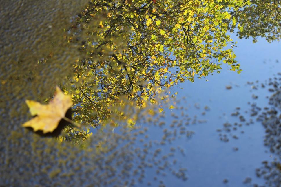 Free Image of A Leaf Floating on a Puddle of Water 