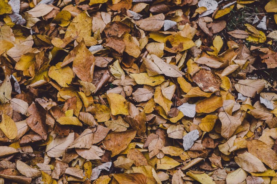 Free Image of Close Up of a Pile of Leaves 
