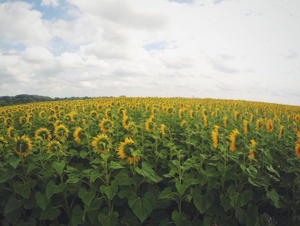 Free Image of Field of Sunflowers Under Cloudy Sky 