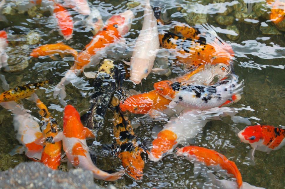 Free Image of Group of Orange and White Fish in Pond 