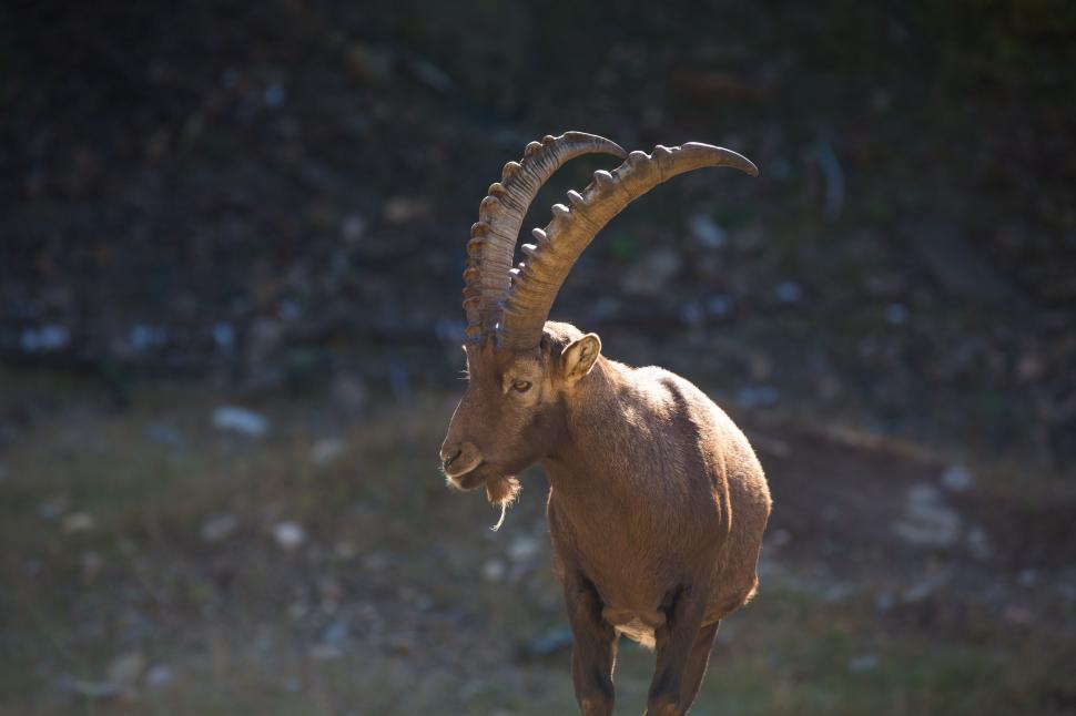 Free Image of Goat With Long Horns Standing in Field 