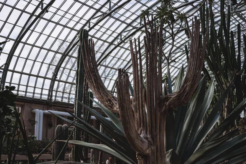 Free Image of Cactus in Greenhouse 
