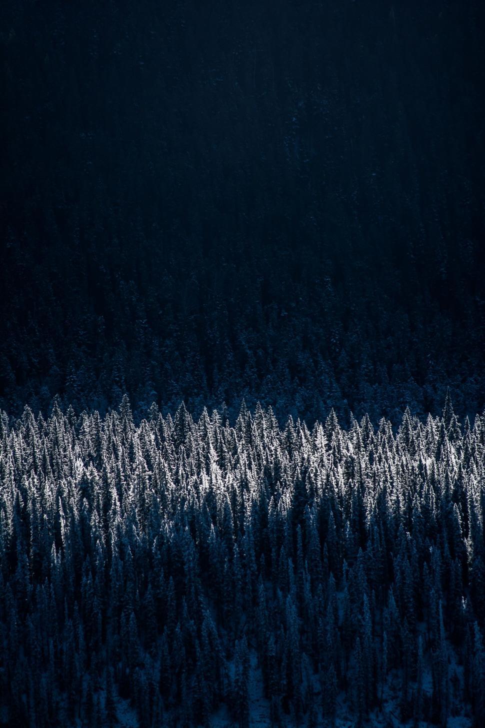 Free Image of A Nighttime Forest Landscape 