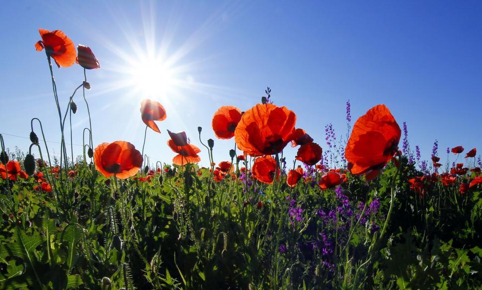Free Image of Field of Red Flowers Under Blue Sky 