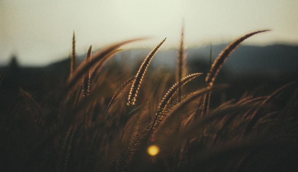 Free Image of Blurry Field of Tall Grass 