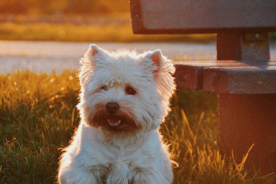 Free Image of Small White Dog Sitting on Grass Covered Field 