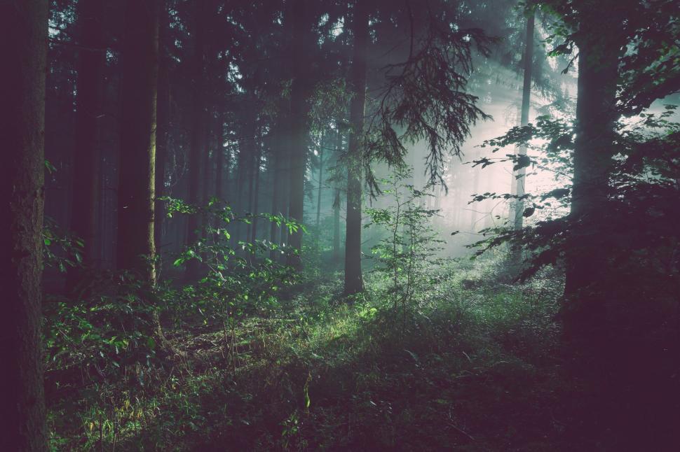 Free Image of Misty Forest With Dense Tree Coverage 