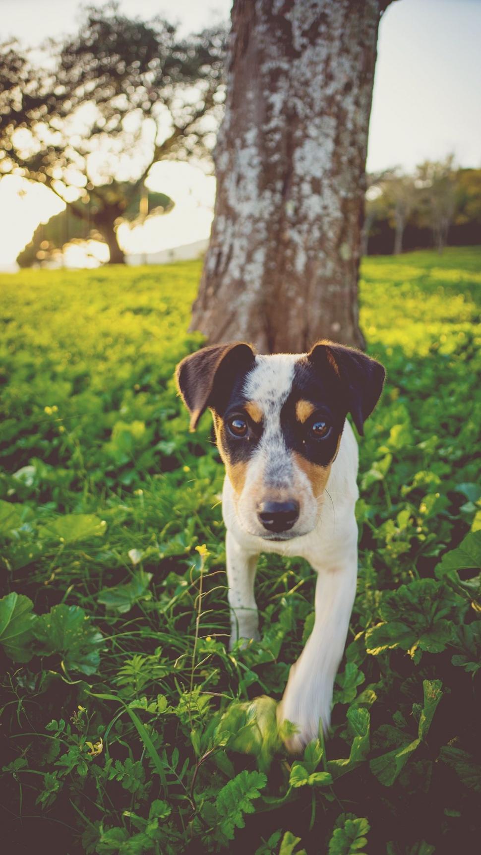 Free Image of Small Dog Walking Through Lush Green Field 