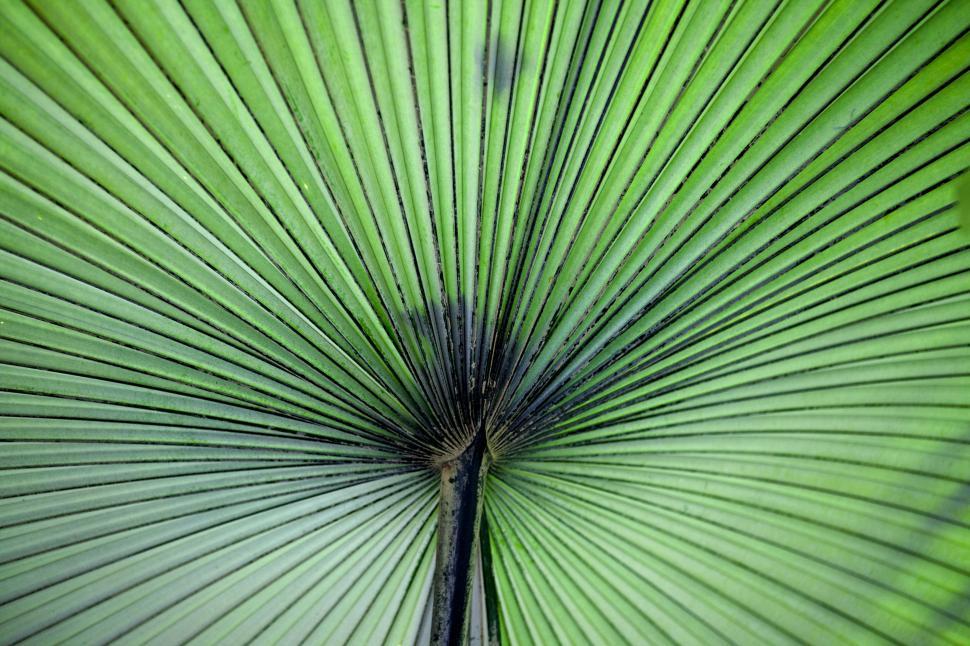 Free Image of Close Up View of a Green Leaf 