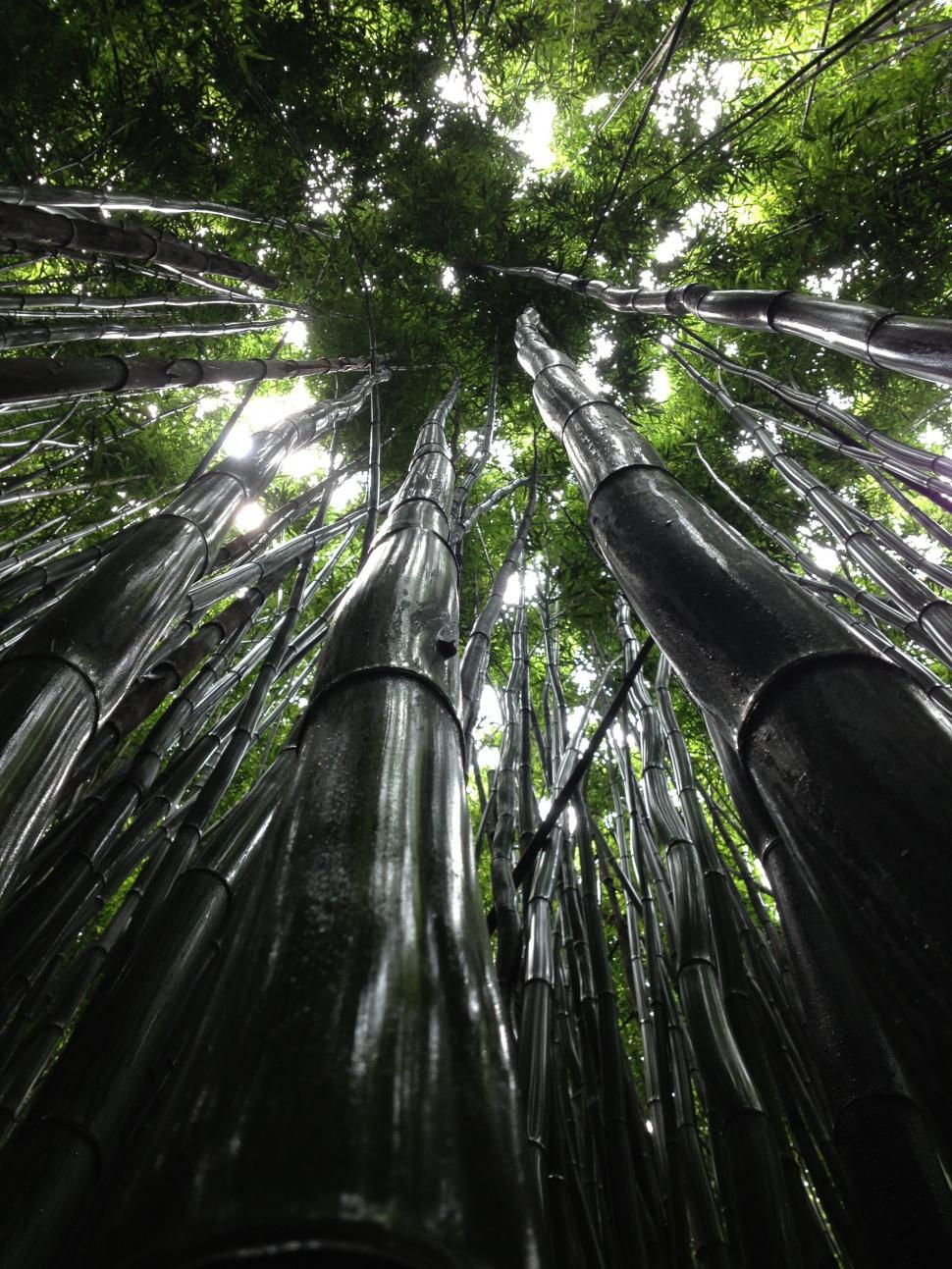 Free Image of Looking Up at a Tall Bamboo Tree in a Forest 