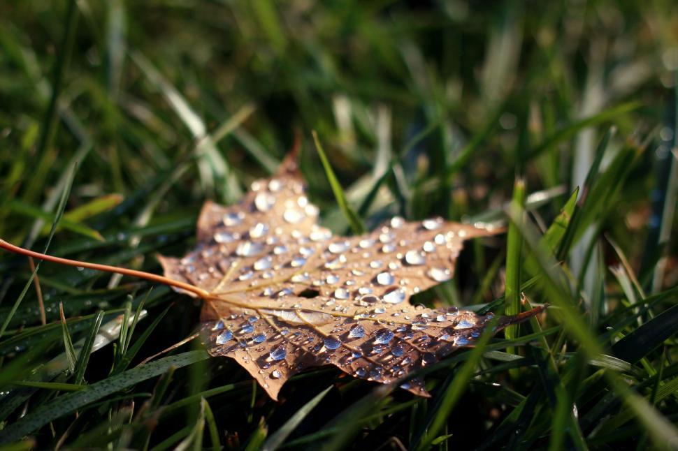 Free Image of A Leaf Laying in the Grass 