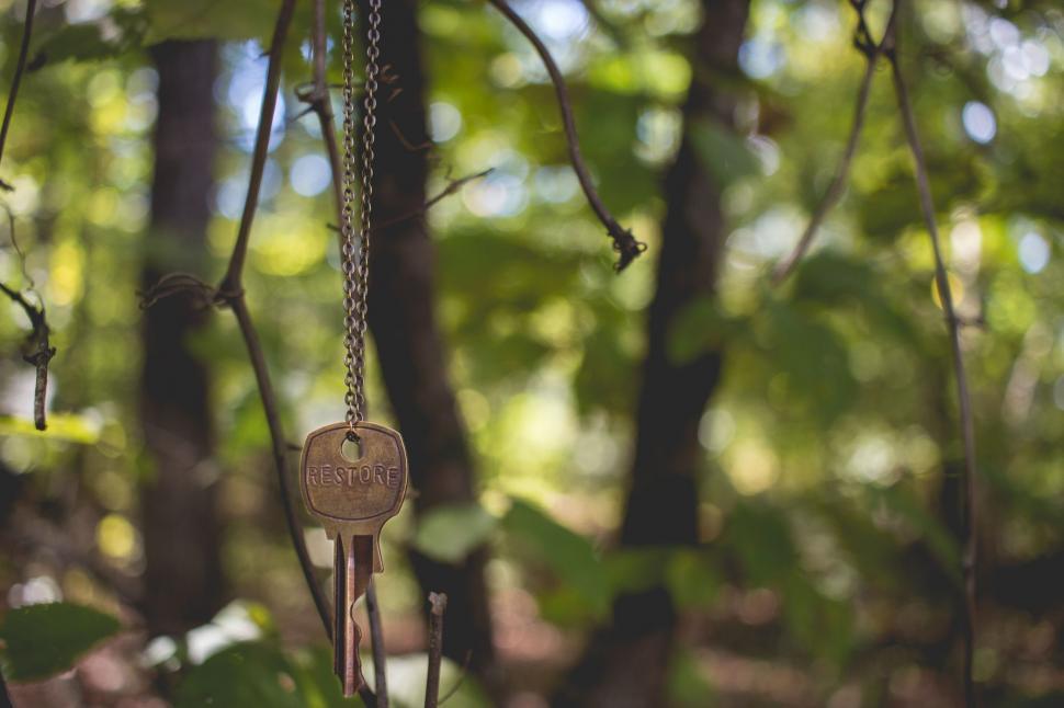 Free Image of Keys Hanging From a Tree 