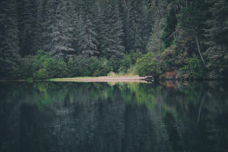 Free Image of Water Body Surrounded by Trees 