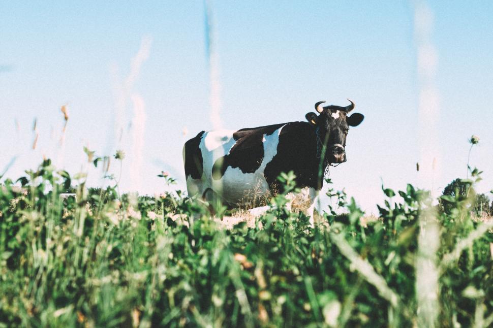 Free Image of Black and White Cow Standing in Field 