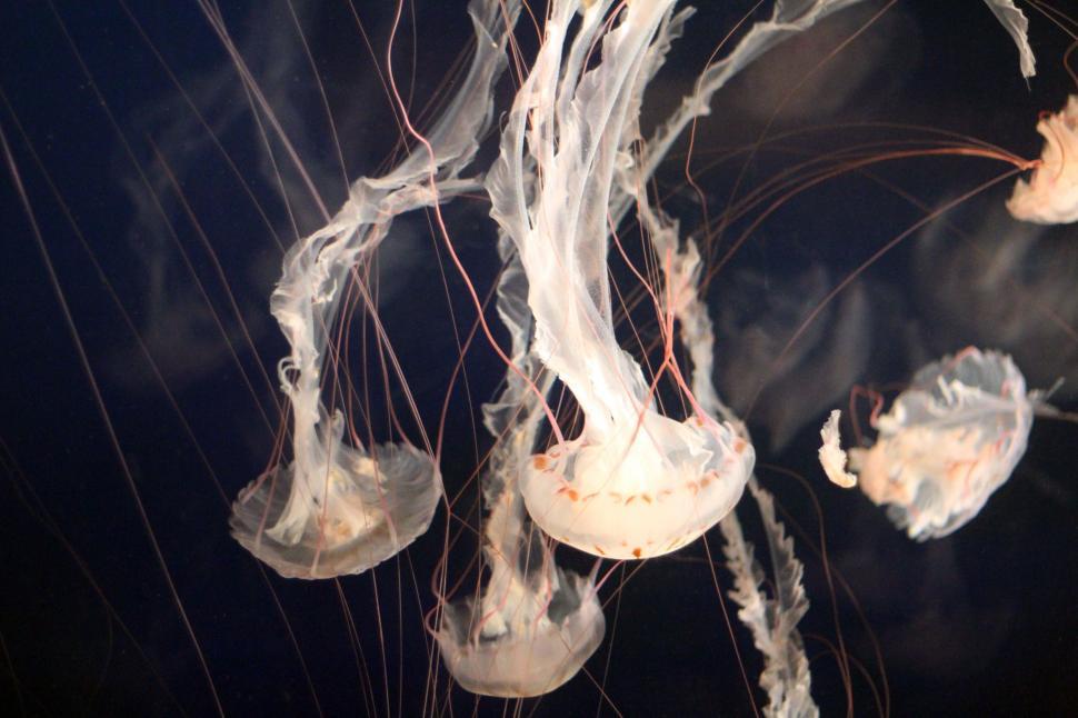 Free Image of Group of Jellyfish Floating in Water 
