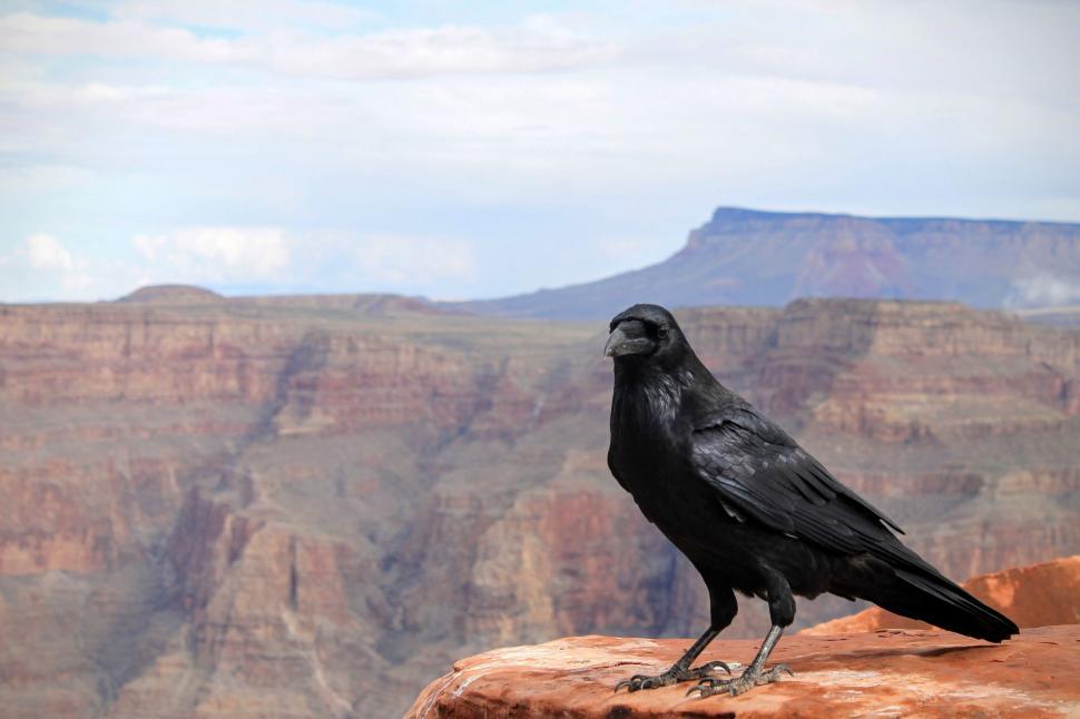 Free Image of Black Bird Perched on Top of Rock 