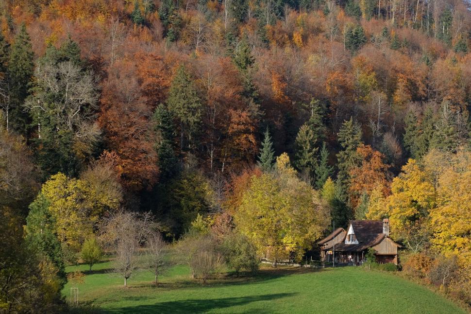 Free Image of House Nestled Among Trees in Forest 