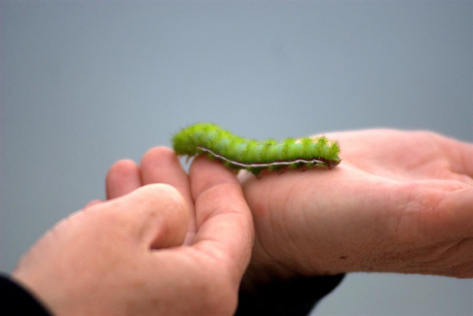 Free Image of Person Holding a Green Caterpillar in Their Hands 